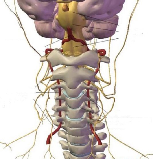 Structure of the cervical region